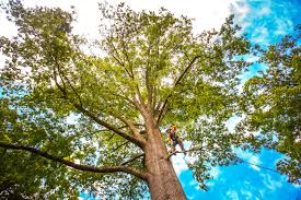 Best Storm Damage Tree Cleanup  in Proctor, VT